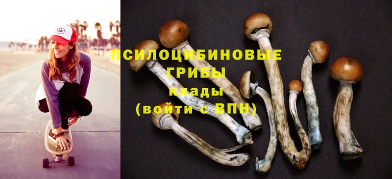 Галлюциногенные грибы Psilocybe  мега вход  Сафоново  где найти наркотики 